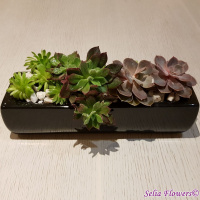 Aranjament cu plante suculente in vas ceramic a_1432702410